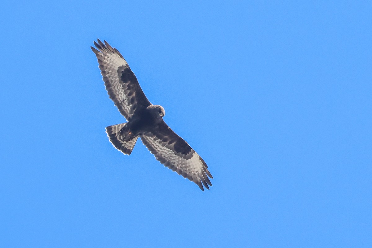 Rough-legged Hawk - ML633876770
