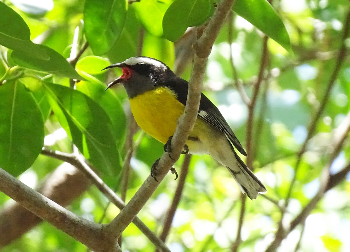 Bananaquit - ML633876873