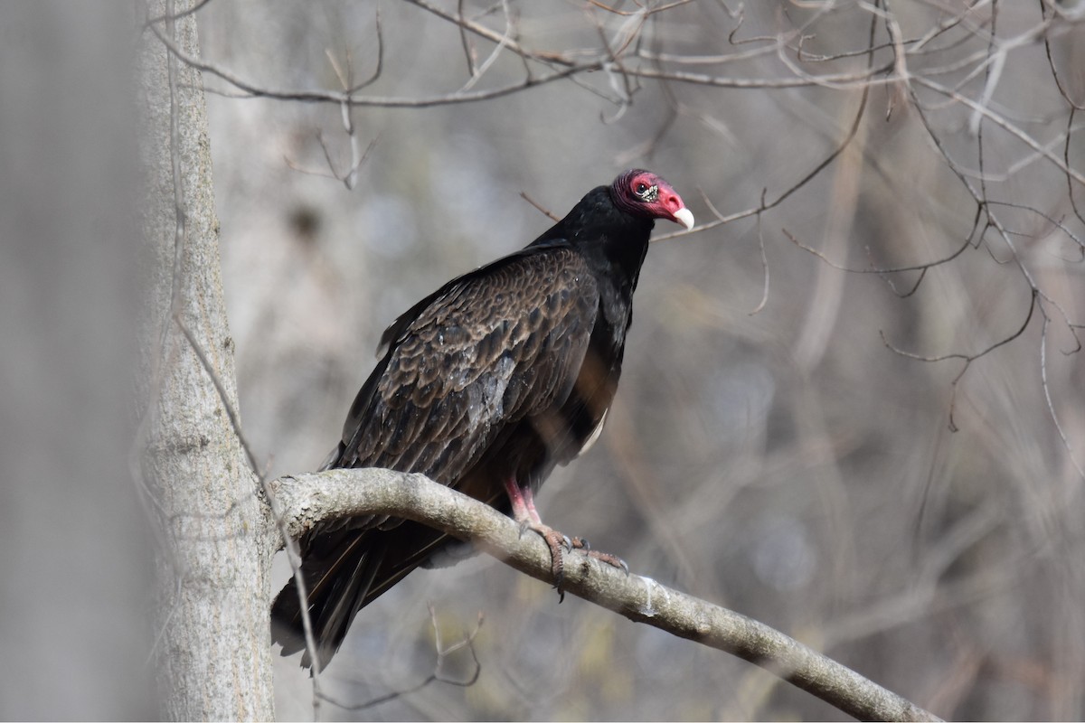Turkey Vulture - ML633876985