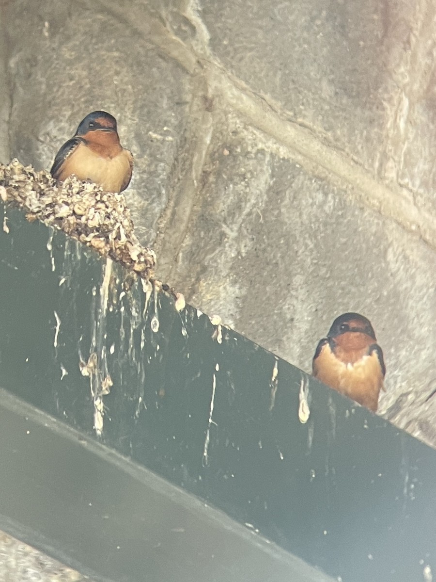 Hirondelle rustique - ML633876998