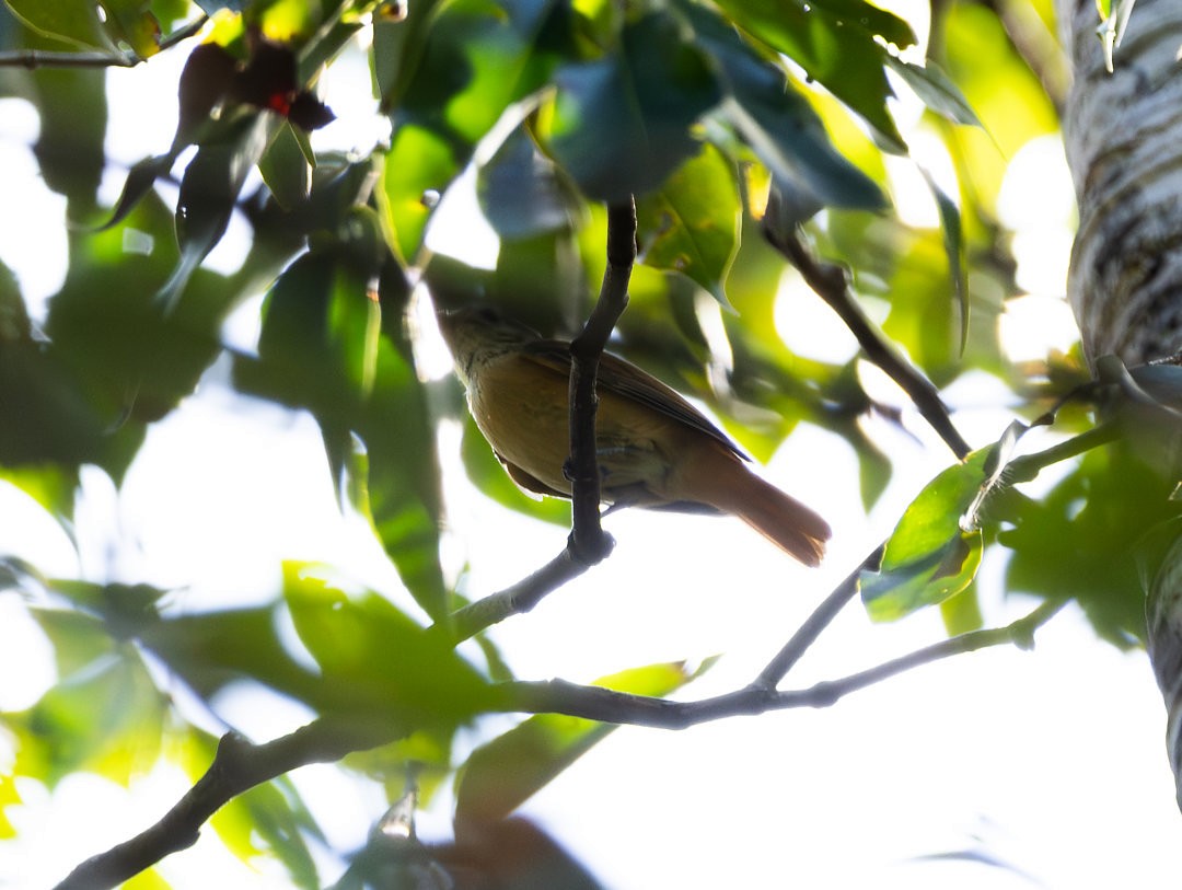 White-throated Manakin - ML633877040