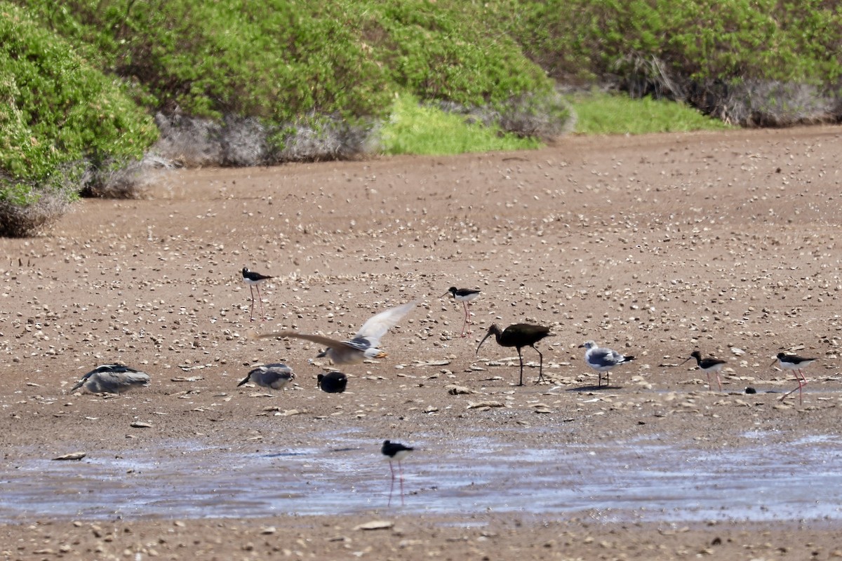 hvitgrimeibis - ML633877055