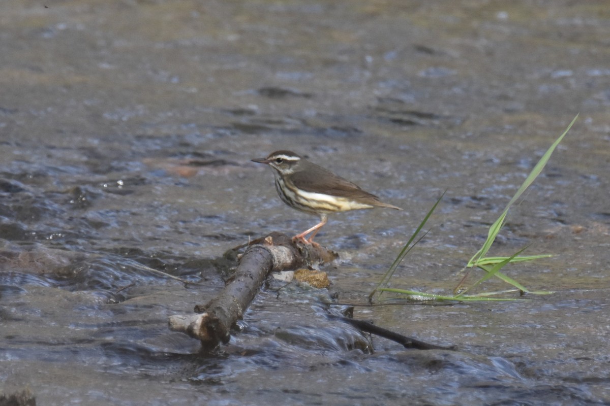 Louisiana Waterthrush - ML633877129