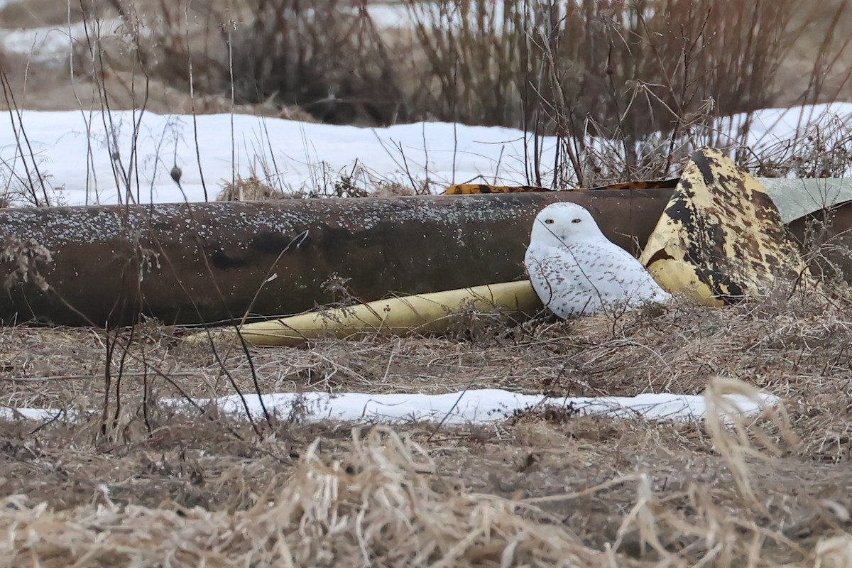 Snowy Owl - ML633877247