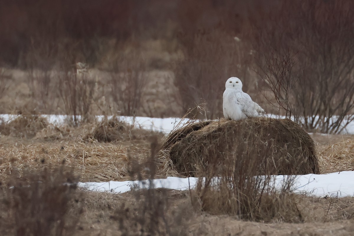 Snowy Owl - ML633877248