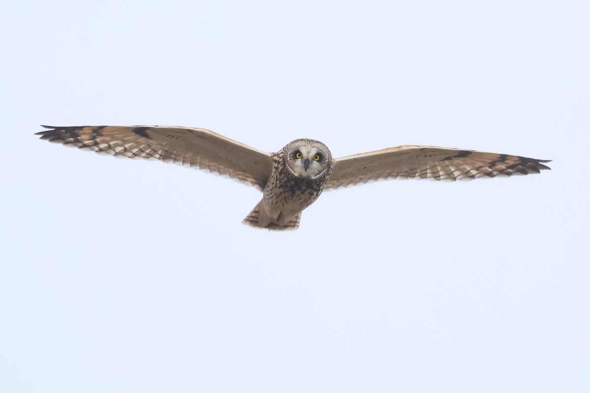 Short-eared Owl - ML633877254