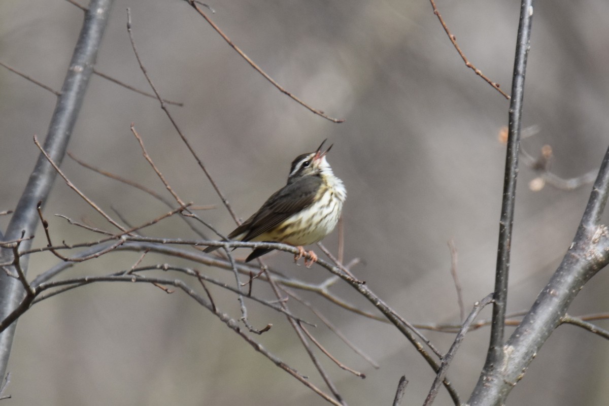 Louisiana Waterthrush - ML633877255
