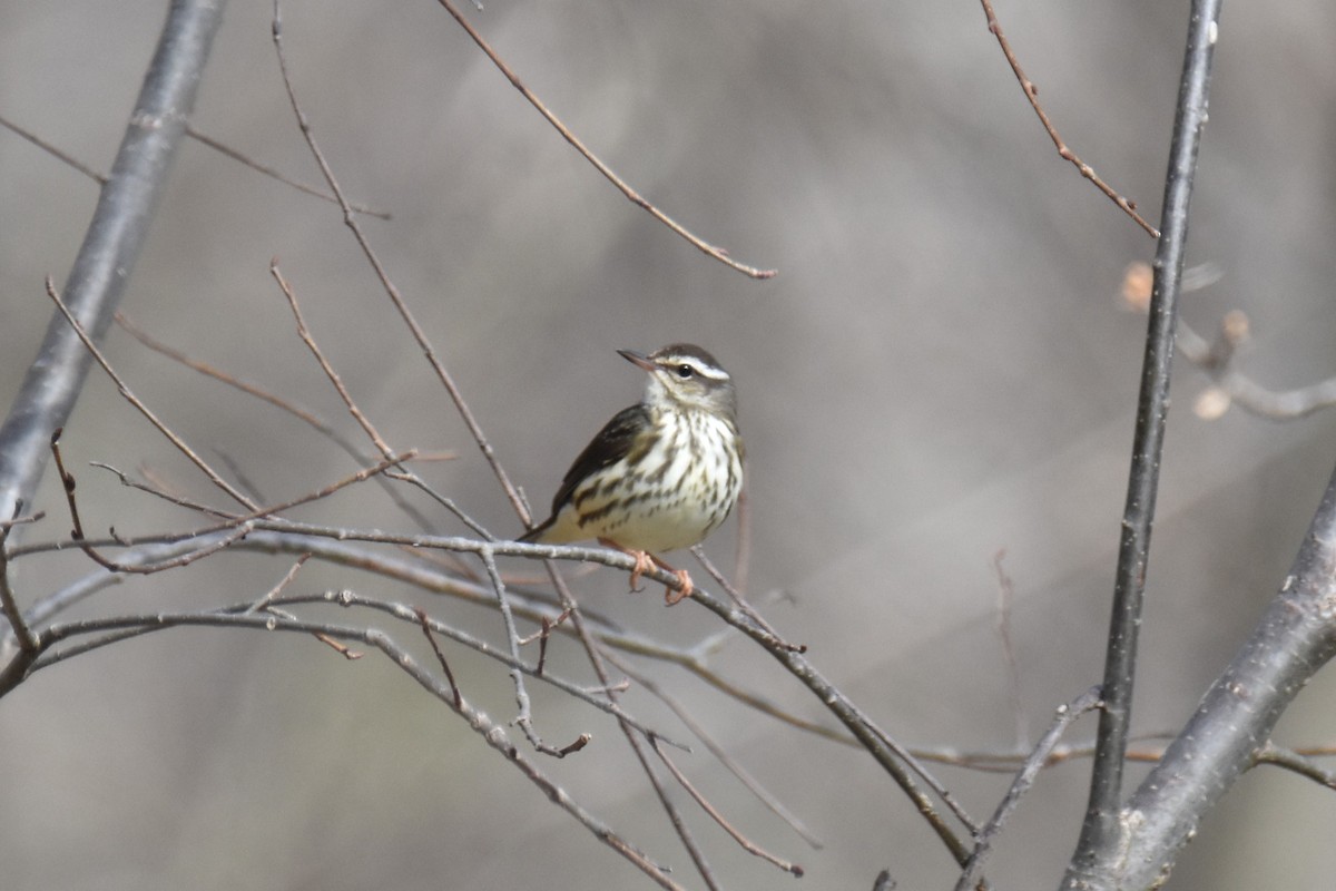 Louisiana Waterthrush - ML633877276