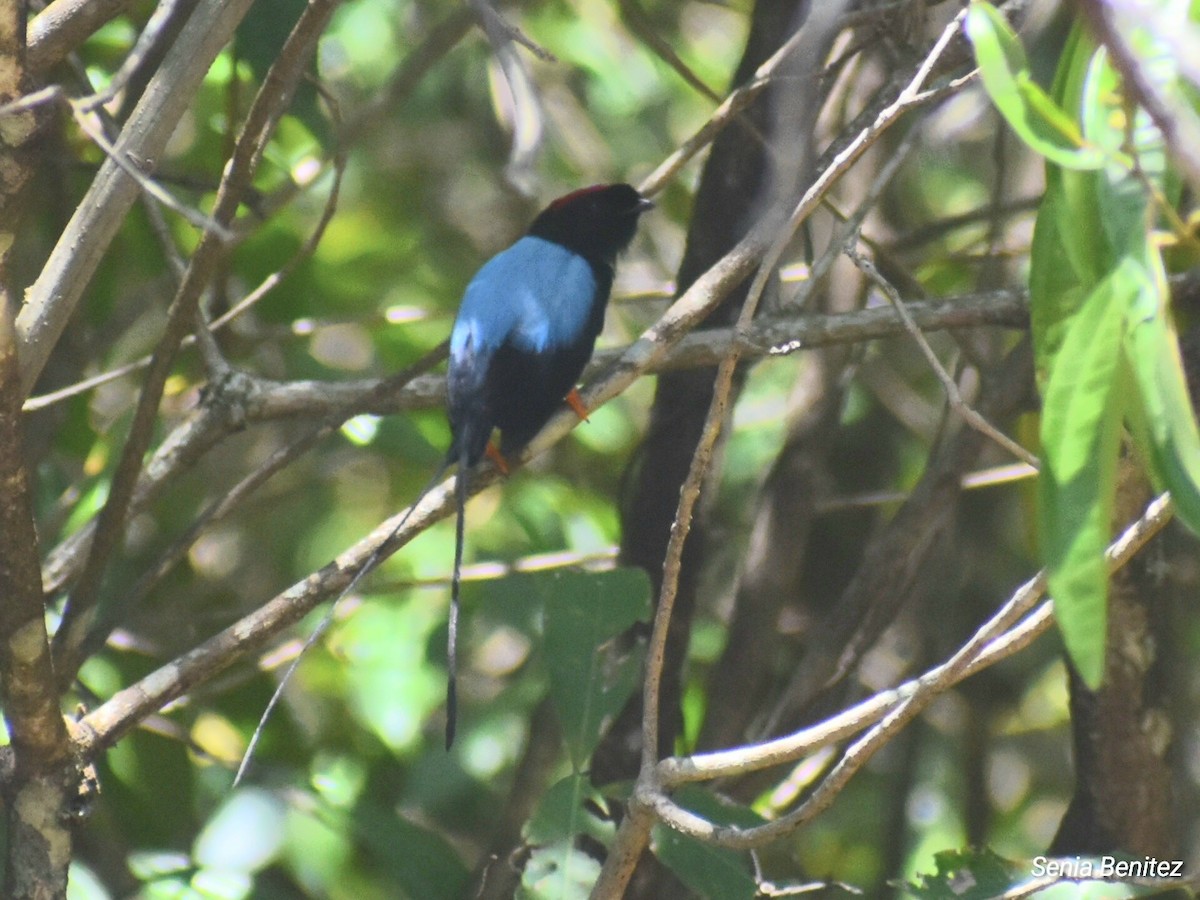 Long-tailed Manakin - ML633877277