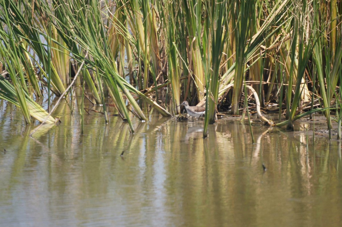 Solitary Sandpiper - ML63387731