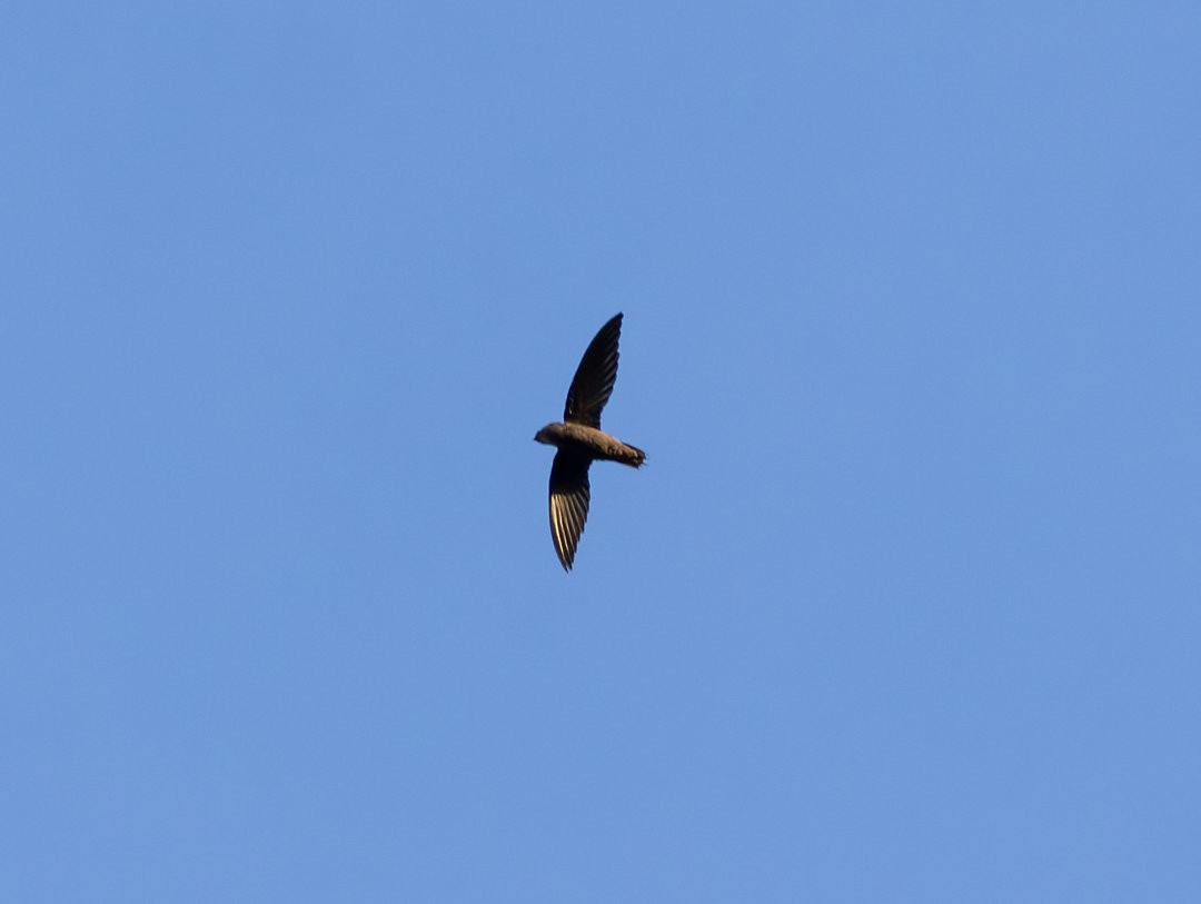 Chapman's Swift - ML633877318