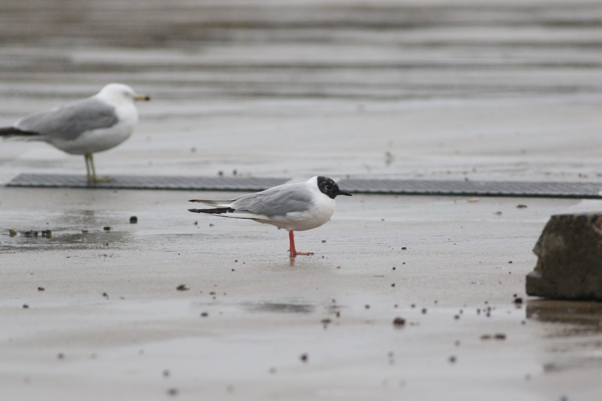 Bonaparte's Gull - ML633877451