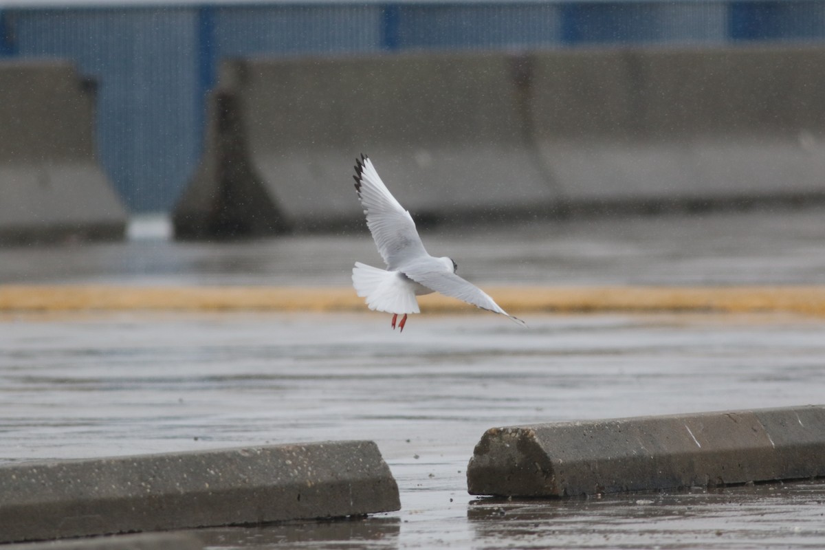 Bonaparte's Gull - ML633877474