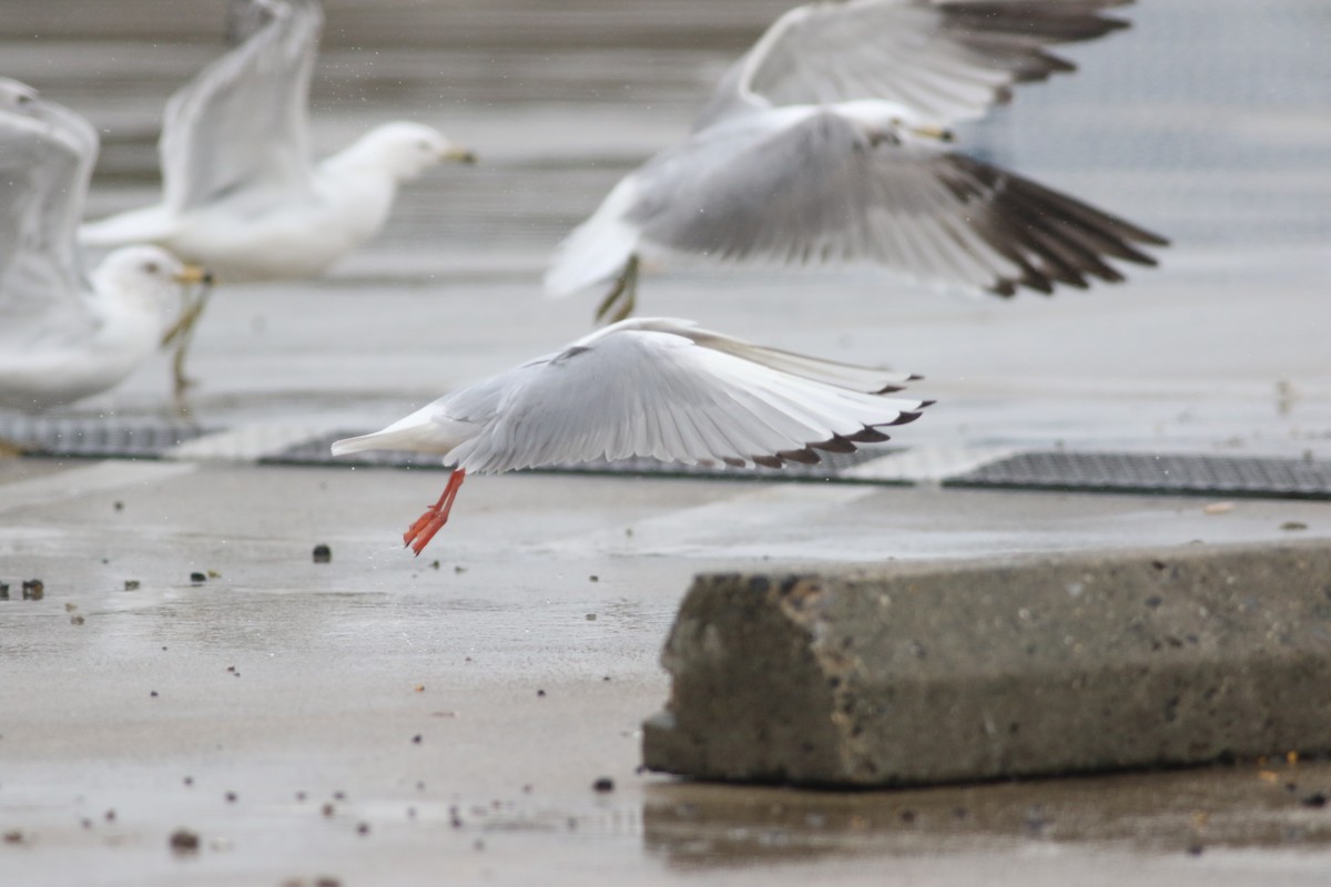 Bonaparte's Gull - ML633877478