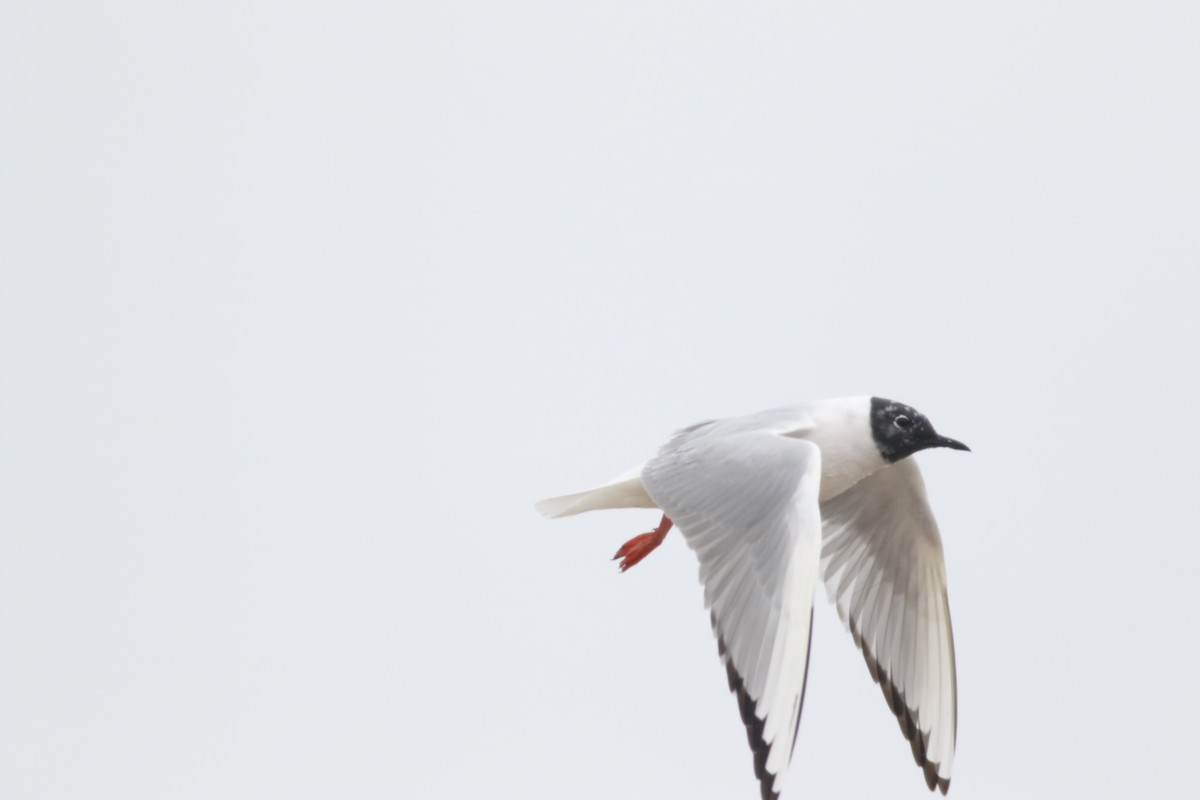 Bonaparte's Gull - ML633877488