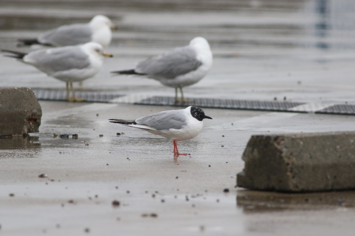 Bonaparte's Gull - ML633877491