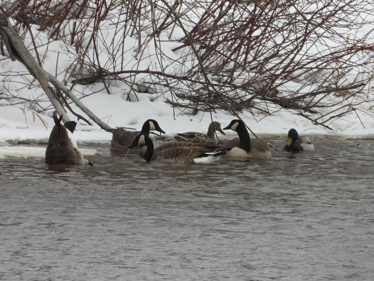 Канад галуу - ML633877608