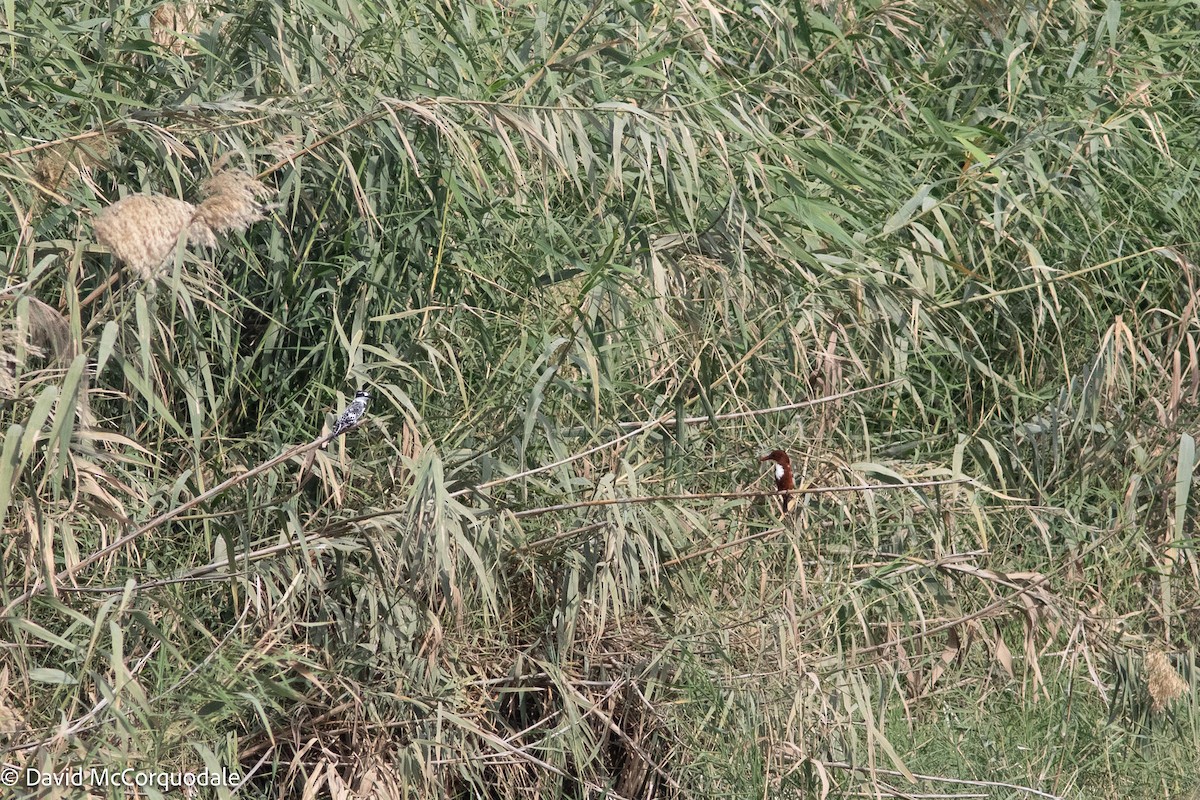 White-throated Kingfisher - ML633878102