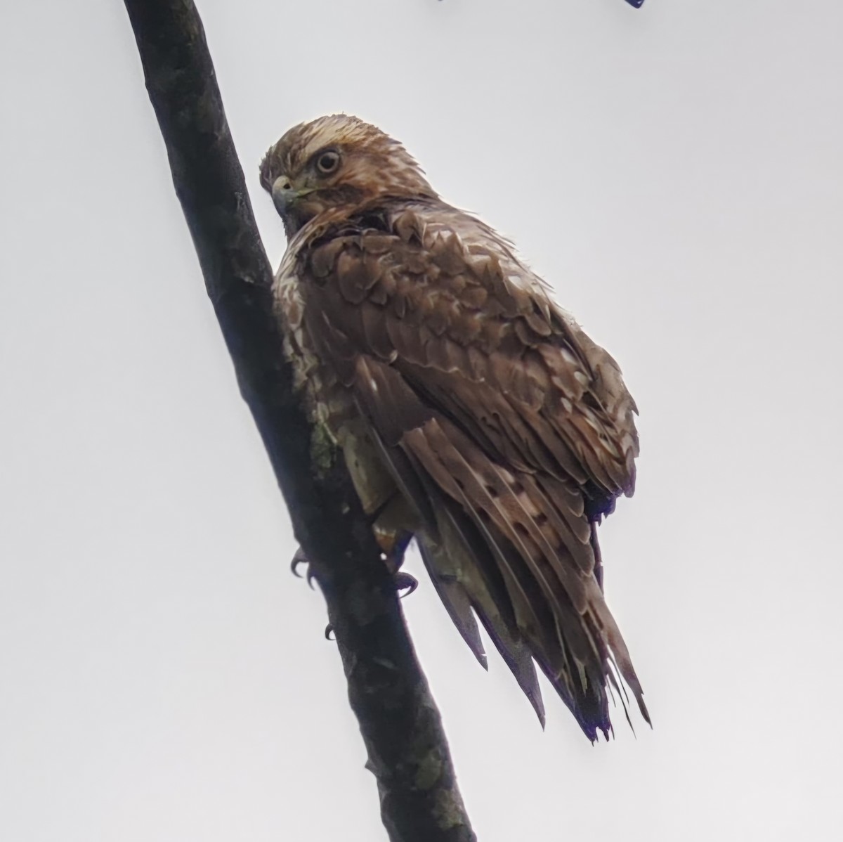 Канюк ширококрилий - ML633878383