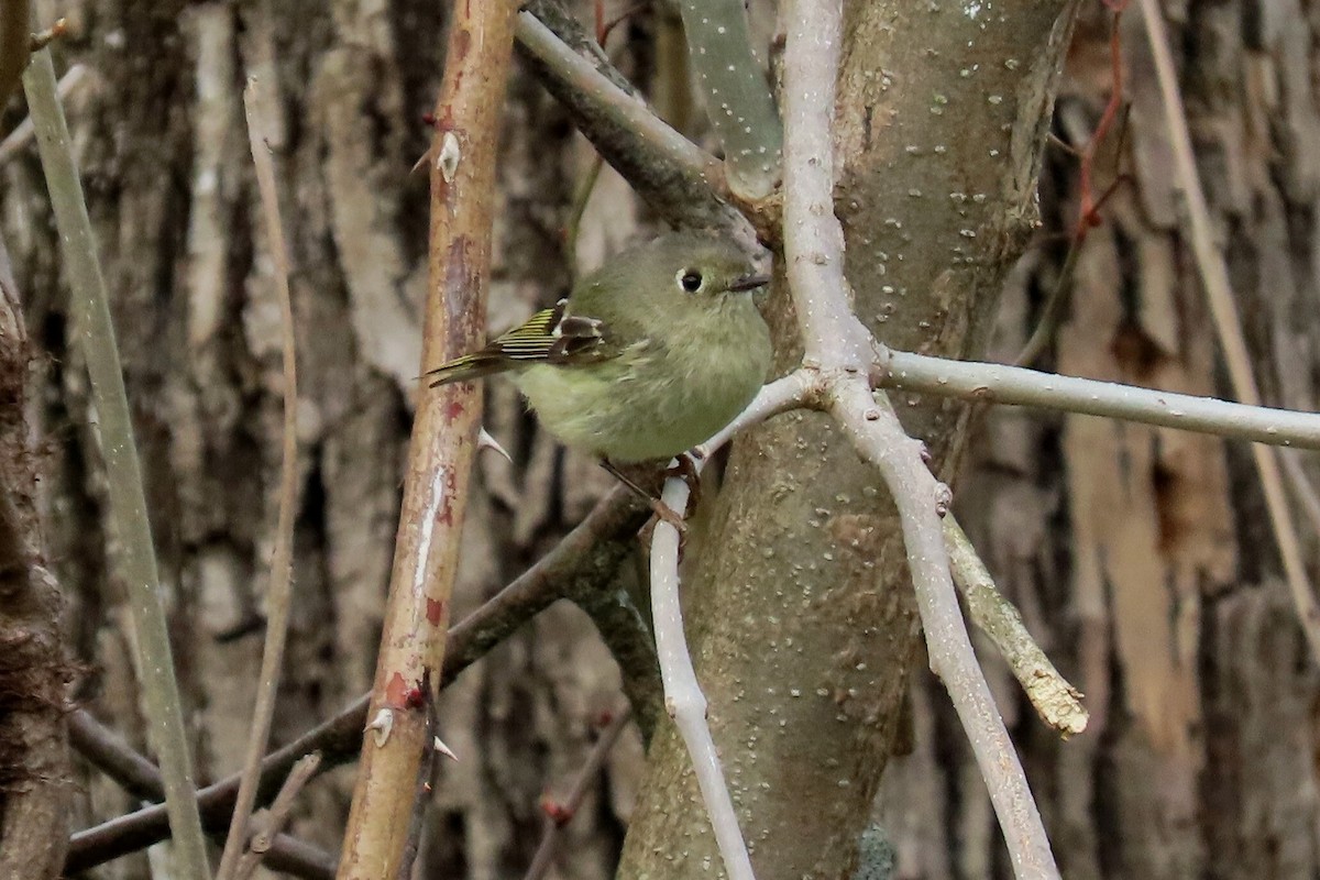 Ruby-crowned Kinglet - ML633878410