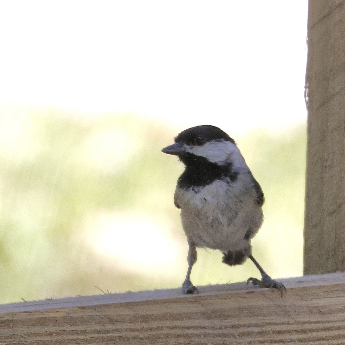 Carolina Chickadee - ML633878482