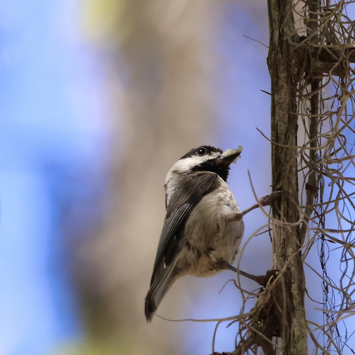 Carolina Chickadee - ML633878483