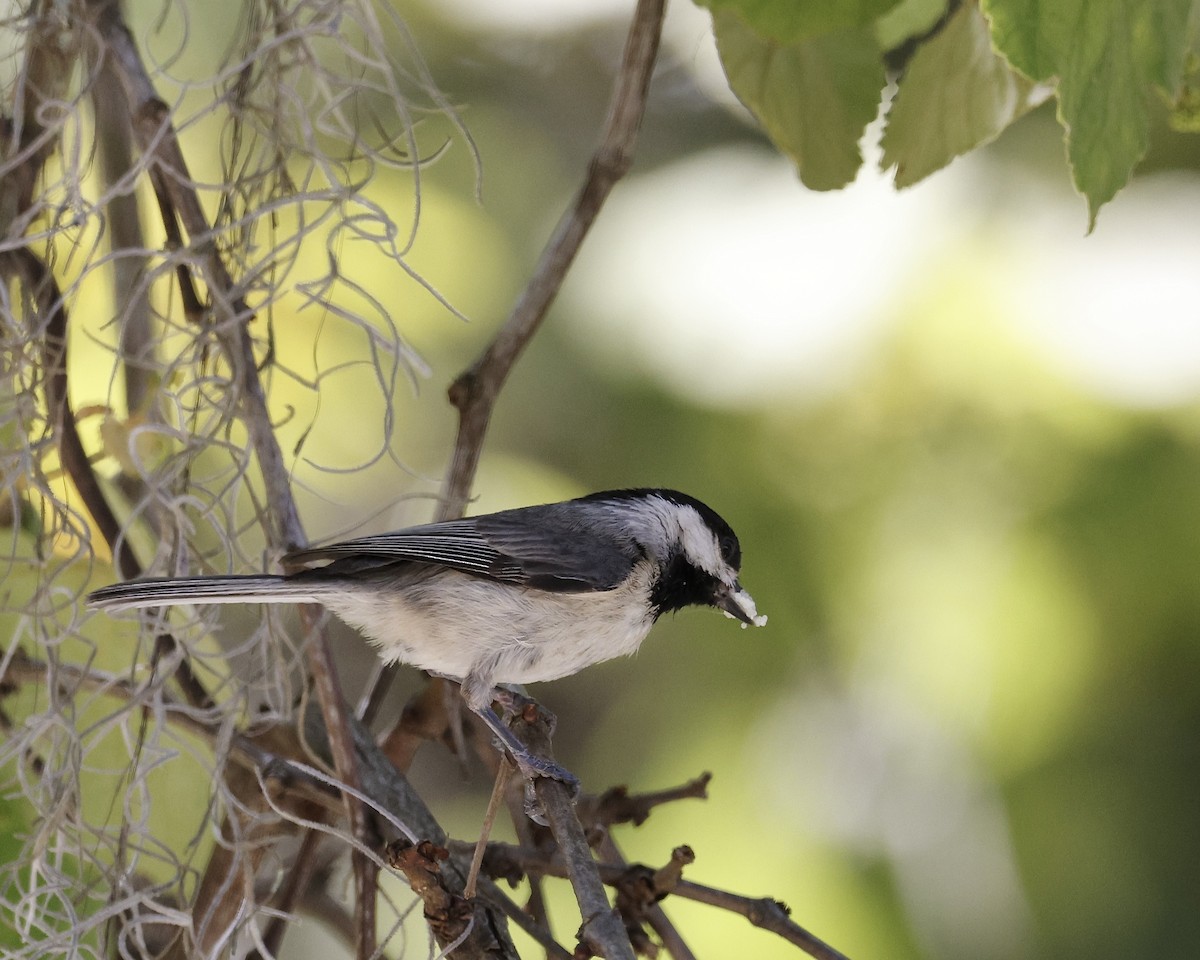 Carolina Chickadee - ML633878484