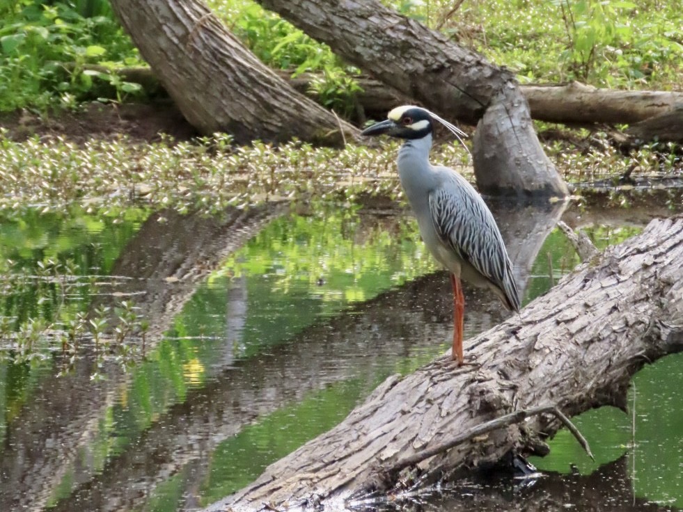 Yellow-crowned Night Heron - ML633878499
