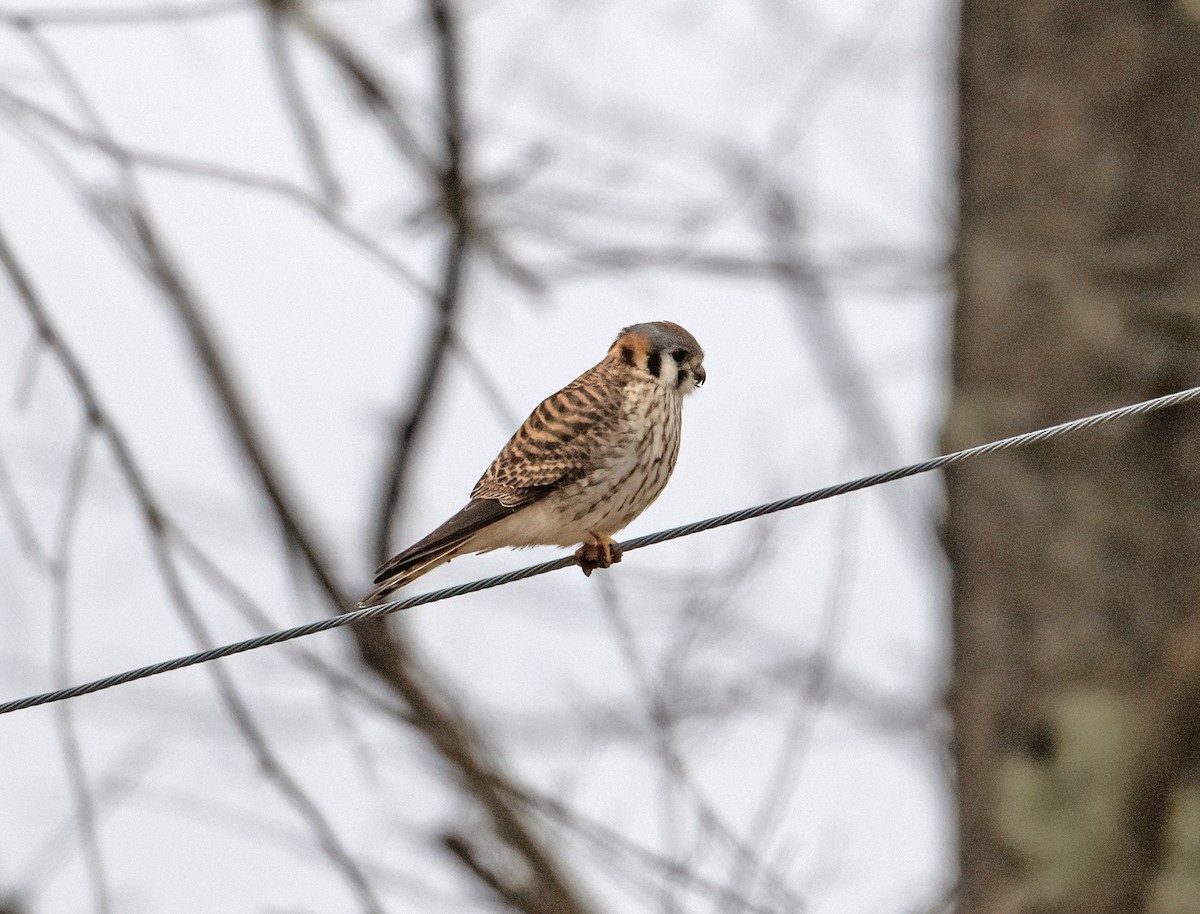 American Kestrel - ML633878561