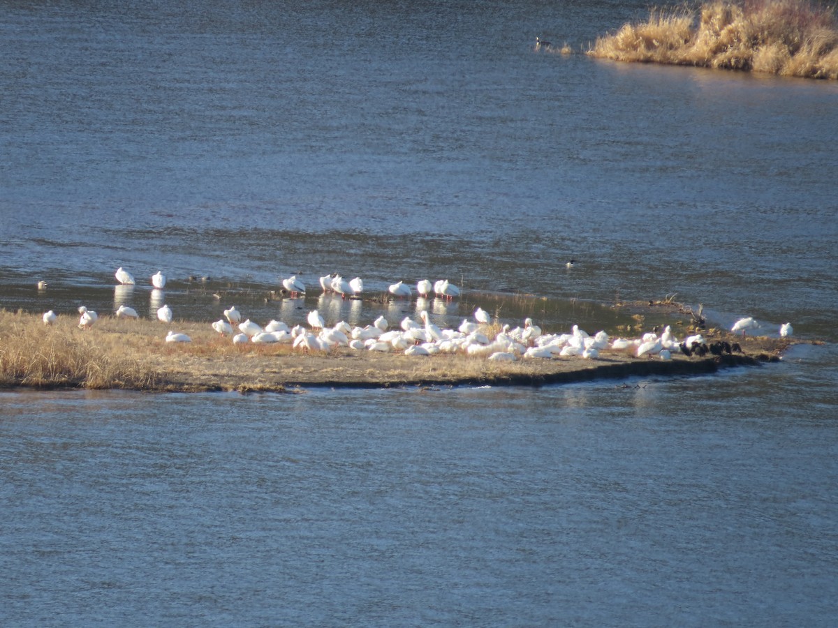 American White Pelican - ML633878686