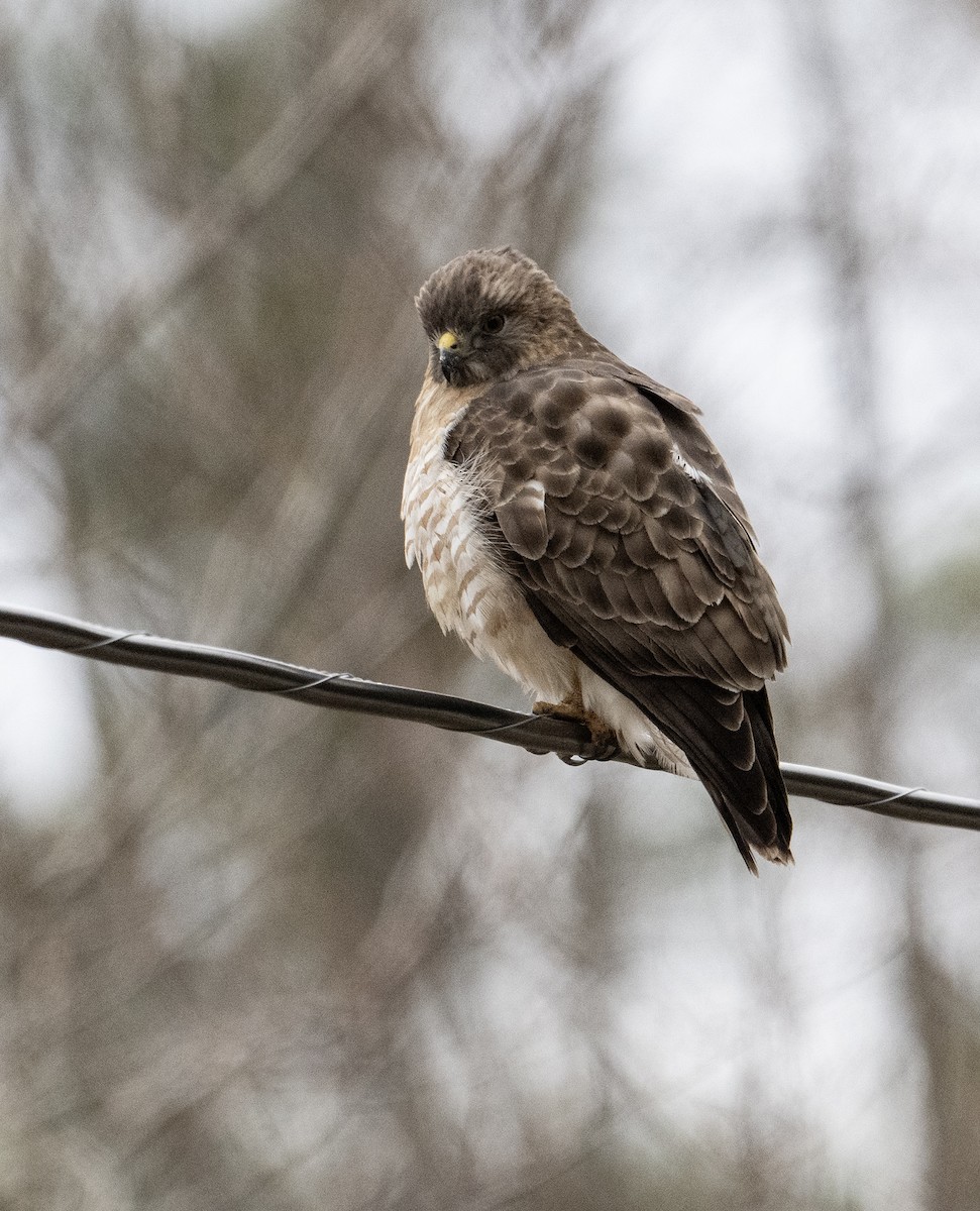 Broad-winged Hawk - ML633878693