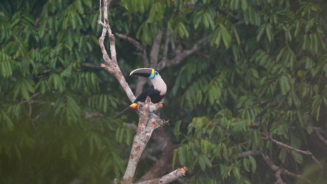 Toucan à bec rouge - ML633878725