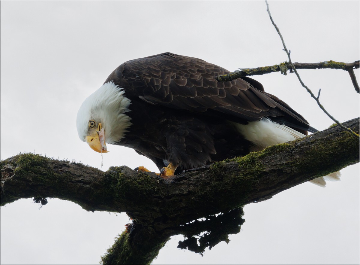 Bald Eagle - ML633878734