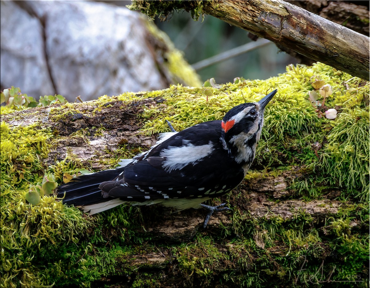 Hairy Woodpecker - ML633878747
