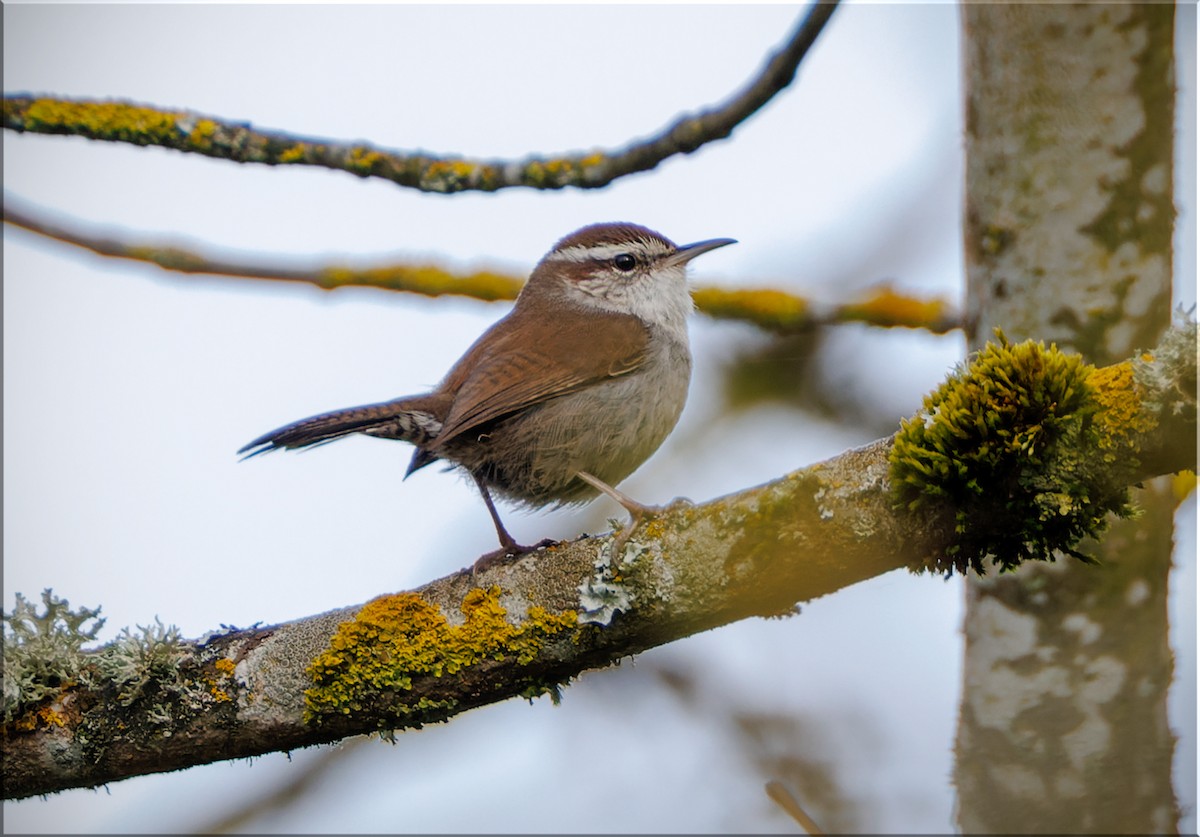 Bewick's Wren - ML633878777
