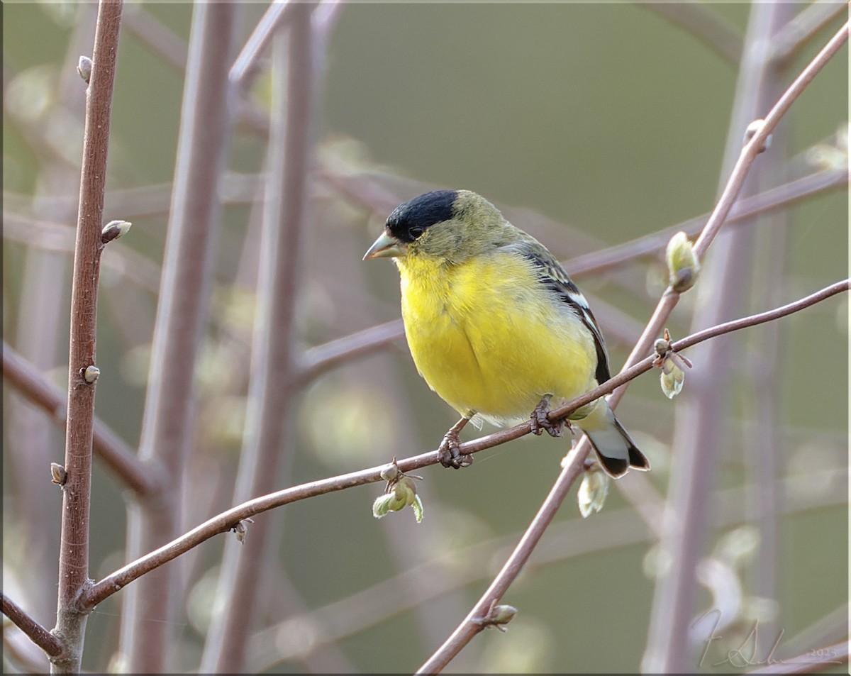 Lesser Goldfinch - ML633878792