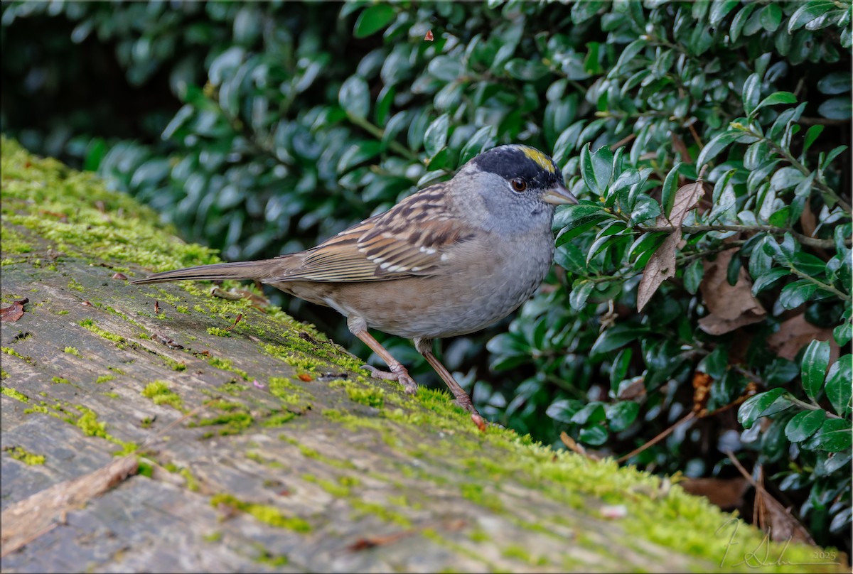 Golden-crowned Sparrow - ML633878822