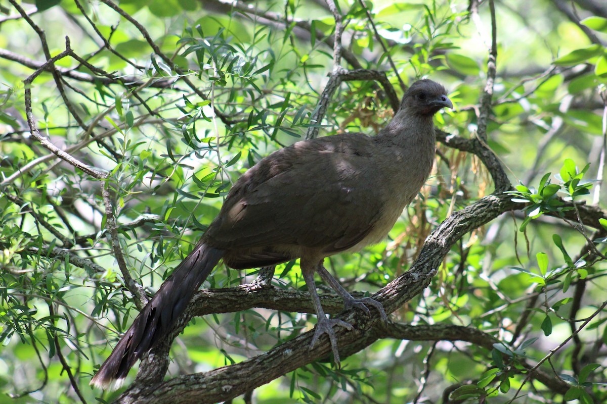 Plain Chachalaca - ML633878855