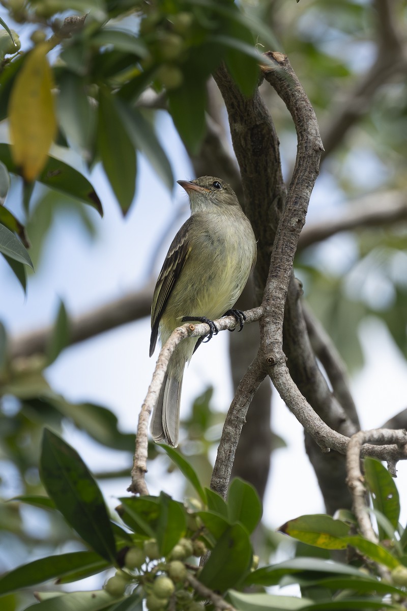 Caribbean Elaenia - ML633878863