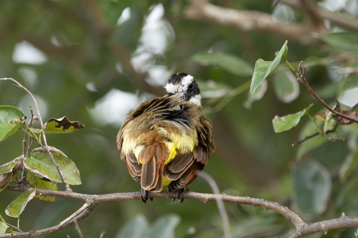Great Kiskadee - ML633878885