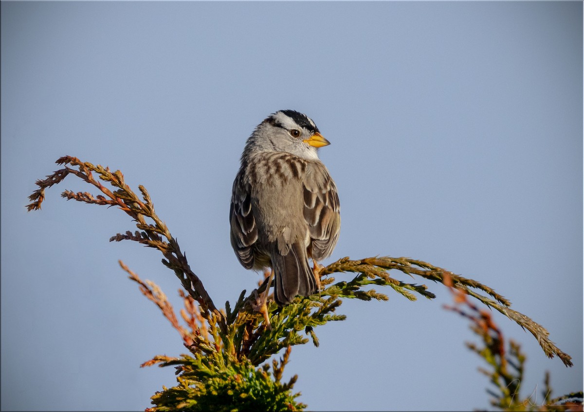 White-crowned Sparrow - ML633878893