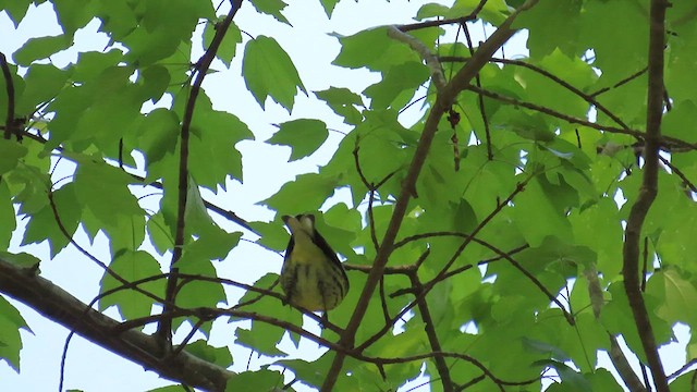 Cape May Warbler - ML633878898
