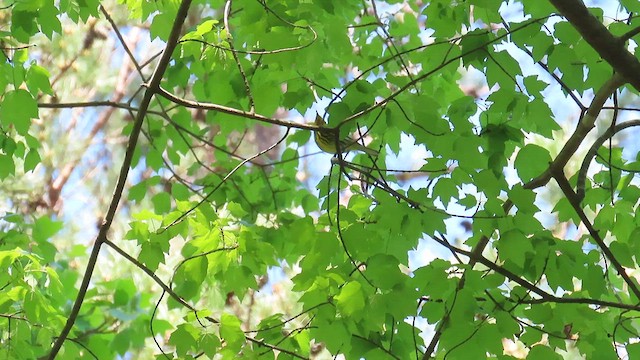 Cape May Warbler - ML633878919