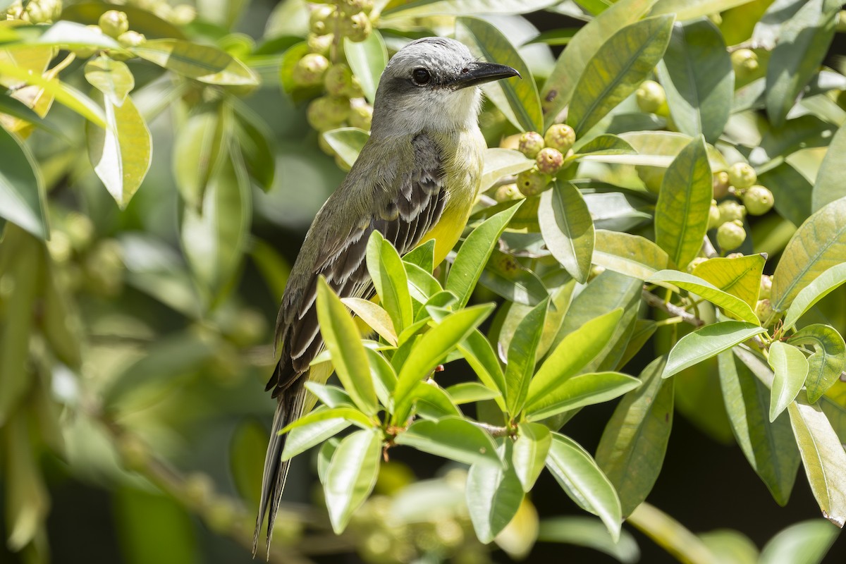 Tropical Kingbird - ML633878928