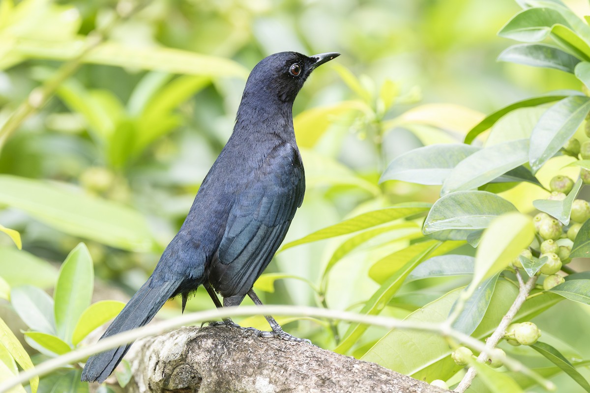 Black Catbird - ML633878959