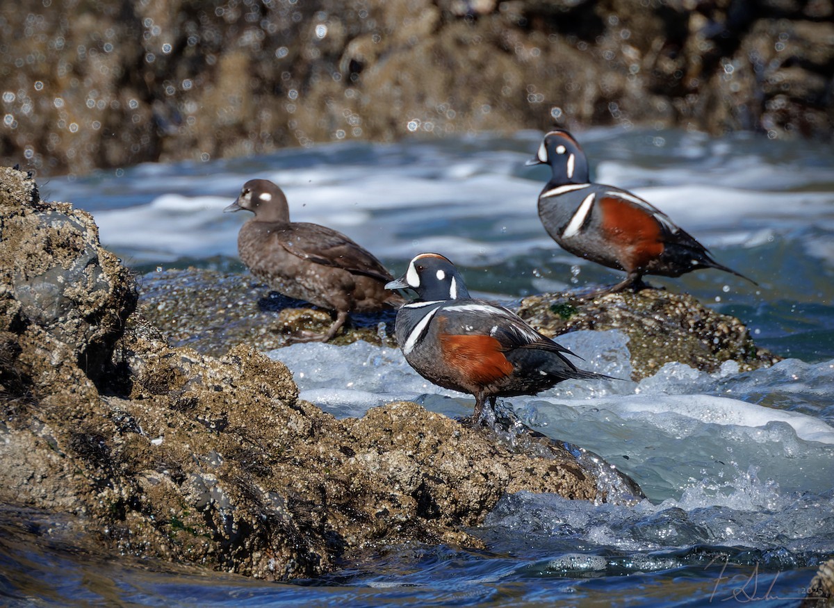 Harlequin Duck - ML633878983