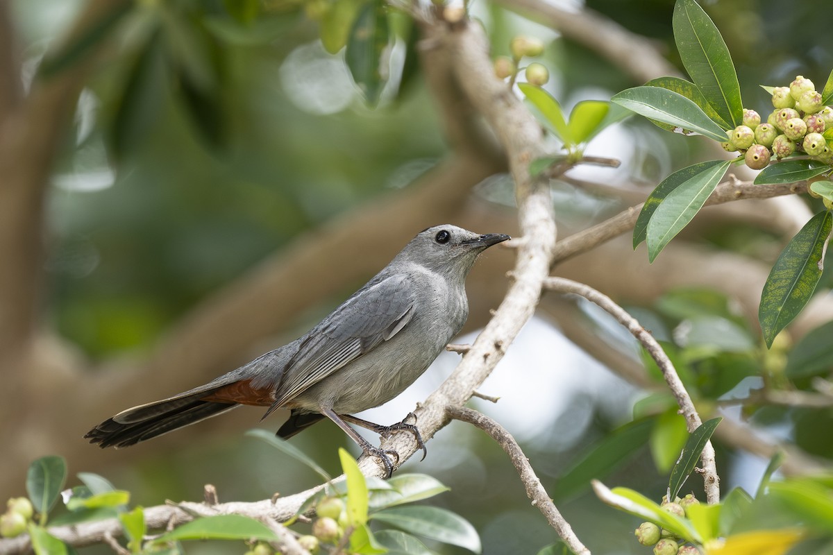 Gray Catbird - ML633878984