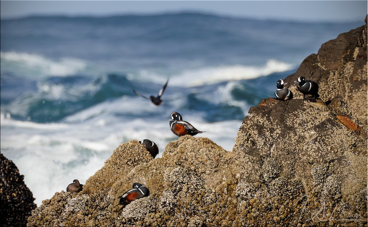 Harlequin Duck - ML633878987