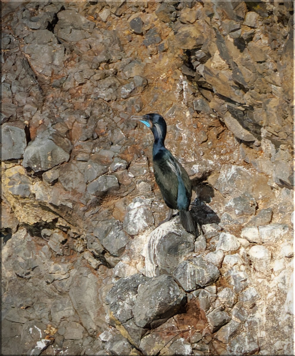 Brandt's Cormorant - ML633879033