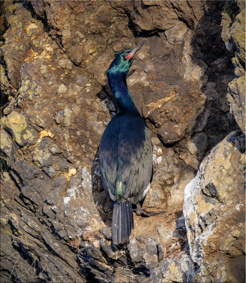 Pelagic Cormorant - ML633879060